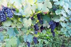 usakhelauri from okureshi