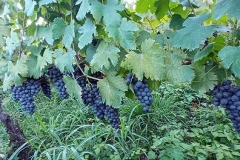 usakhelauri from okureshi