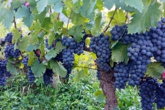 usakhelauri from okureshi