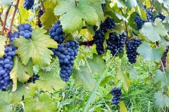 usakhelauri from okureshi