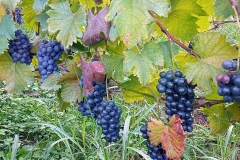 usakhelauri from okureshi